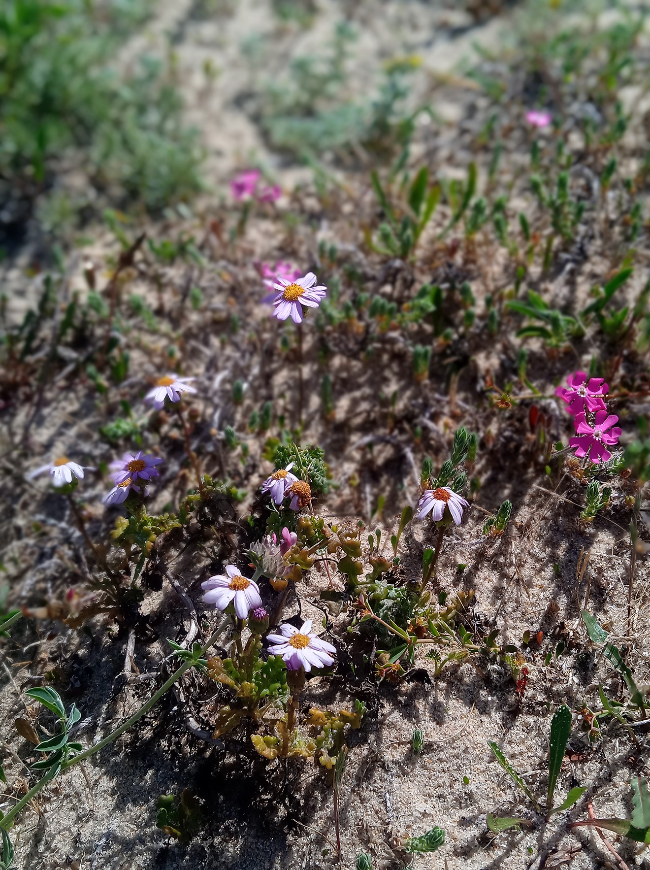 obradoiro cerámico rural en Galicia